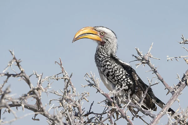 Yellow Hornbill, Tockus leucomelas, perched in a tree, Namibia