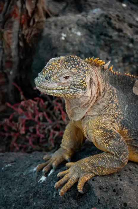 Framed Print : Yellow iguanas are found on six islands in the Galapagos. Color varies slightly by island