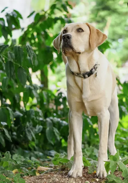 Framed Print : Yellow Labrador dog outdoors looking alertly at something