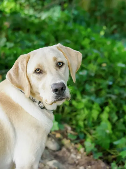 Framed Print : Yellow Labrador dog portrait outdoors