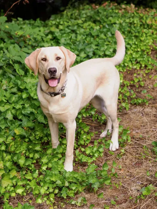 Framed Print : Yellow Labrador dog portrait outdoors Framed Print : Yellow Labrador dog portrait outdoors