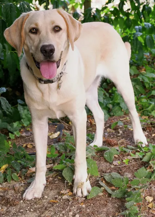 Framed Print : Yellow Labrador dog portrait outdoors Framed Print : Yellow Labrador dog portrait outdoors