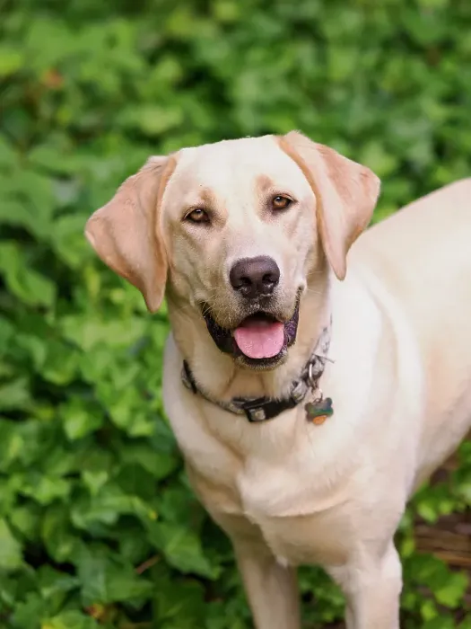 Framed Print : Yellow Labrador dog portrait outdoors