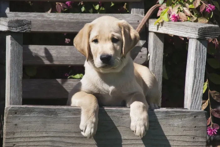 Framed Print : Yellow labrador puppy sitting on wooden chair (PR) Framed Print : Yellow labrador puppy sitting on wooden chair (PR)