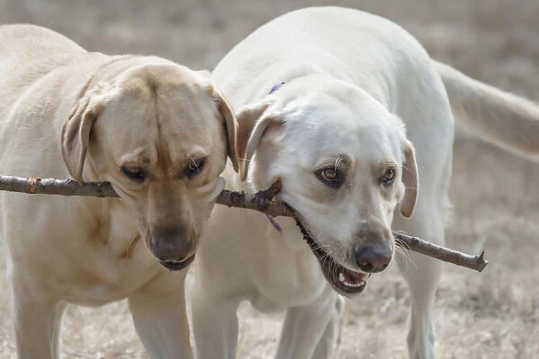 Two Yellow Labrador Retreivers playing with a stick