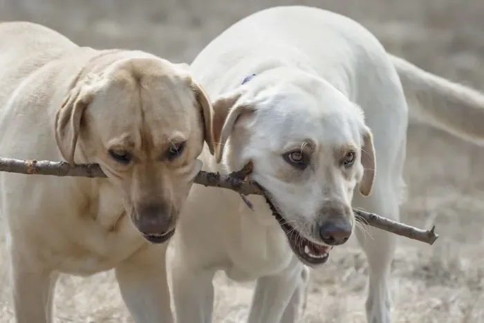 Framed Print : Two Yellow Labrador Retreivers playing with a stick Framed Print : Two Yellow Labrador Retreivers playing with a stick