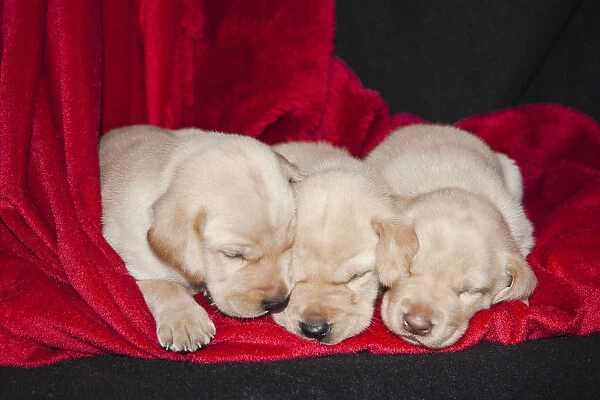 Three Yellow Labrador Retriever puppies asleep on a red blanket