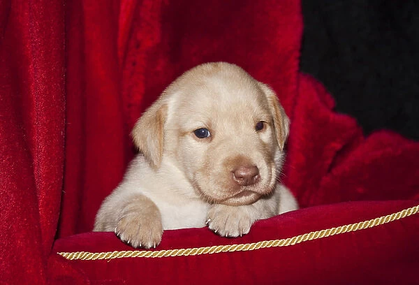 A Yellow Labrador Retriever puppy lying on a red pillow with a red background