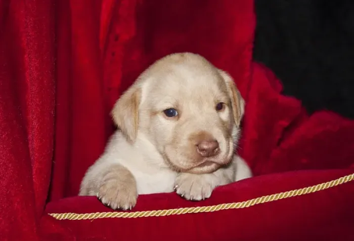 Framed Print : A Yellow Labrador Retriever puppy lying on a red pillow with a red background