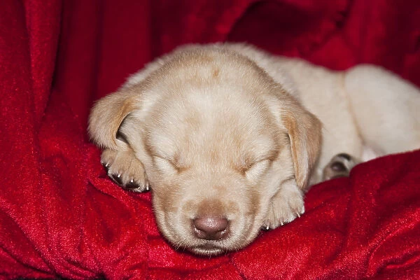 A Yellow Labrador Retriever puppy sleeping on a red blanket