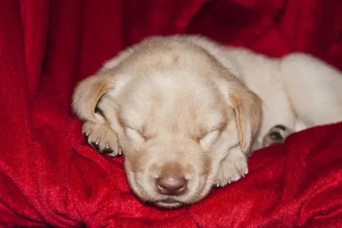 Framed Print : A Yellow Labrador Retriever puppy sleeping on a red blanket Framed Print : A Yellow Labrador Retriever puppy sleeping on a red blanket