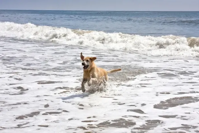 Framed Print : A Yellow Labrador Retriever running through the surf at the beach Framed Print : A Yellow Labrador Retriever running through the surf at the beach