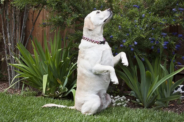 A Yellow Labrador Retriever sitting up in a garden