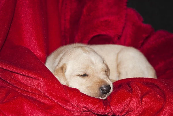 A Yellow Labrador Retriever sleeping on a red blanket