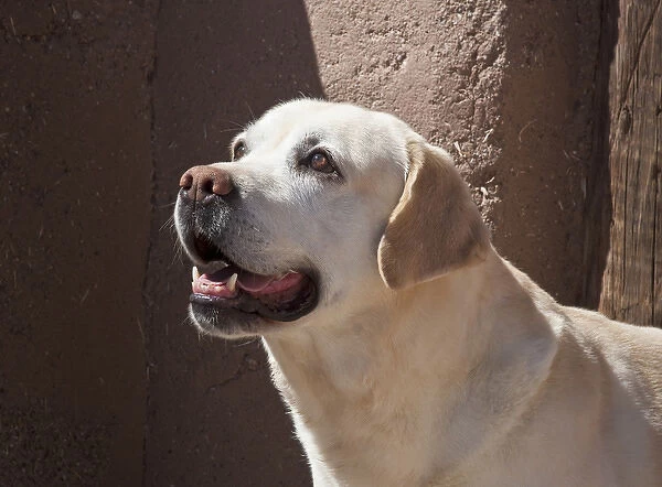 A Yellow Labrador Retriever standing in front of an adobe wall