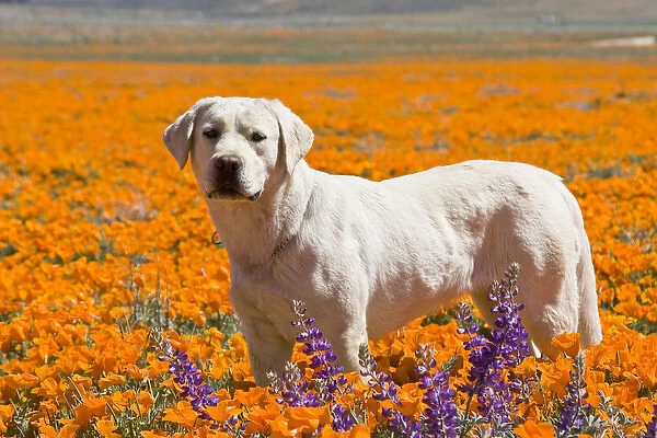 Yellow Labrador Retriever standing in a field of poppies at Antelope Valley California