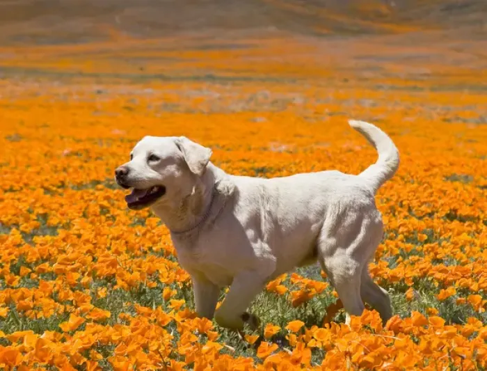 Framed Print : Yellow Labrador Retriever standing in a field of poppies at Antelope Valley California Framed Print : Yellow Labrador Retriever standing in a field of poppies at Antelope Valley California