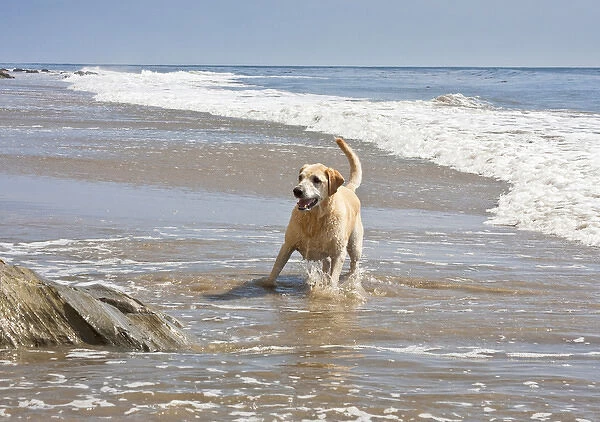 A Yellow Labrador Retriever standing in the surf at Hendreys Beach in Santa
