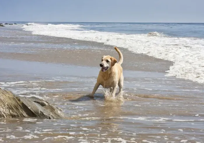Framed Print : A Yellow Labrador Retriever standing in the surf at Hendreys Beach in Santa Framed Print : A Yellow Labrador Retriever standing in the surf at Hendreys Beach in Santa