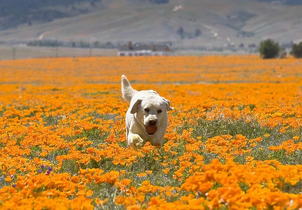 Yellow Labrador Retriever walking through a field of poppies with ball in mouth at