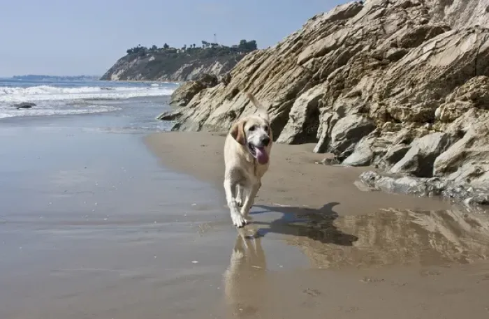 Framed Print : A Yellow Labrador Retriever walking in the sand at Hendreys Beach in Santa Barbara Framed Print : A Yellow Labrador Retriever walking in the sand at Hendreys Beach in Santa Barbara