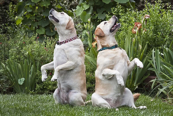 Two Yellow Labrador Retrievers sitting up in a garden