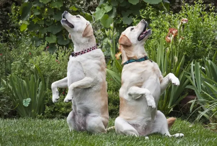 Framed Print : Two Yellow Labrador Retrievers sitting up in a garden Framed Print : Two Yellow Labrador Retrievers sitting up in a garden