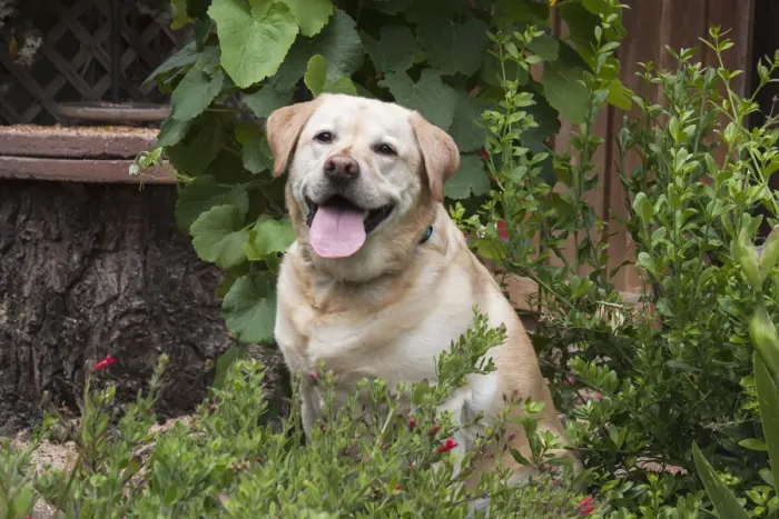 Framed Print : Yellow labrador sitting in garden (PR) Framed Print : Yellow labrador sitting in garden (PR)
