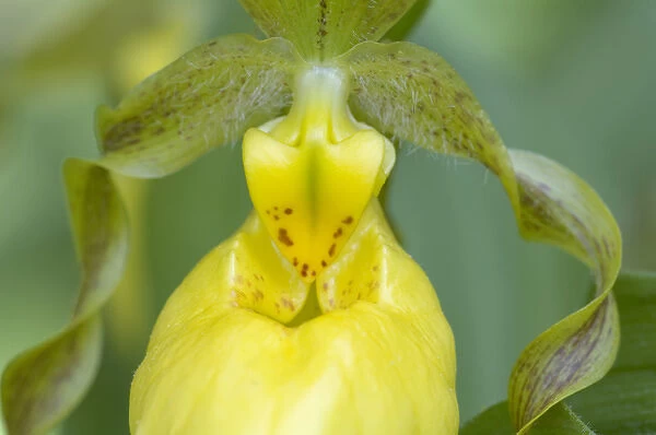 Yellow Ladyslipper (Cypripedium calceolus) Orchid family (Orchidaceae) along a wooded path