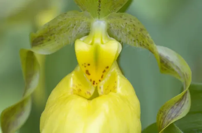 Framed Print : Yellow Ladyslipper (Cypripedium calceolus) Orchid family (Orchidaceae) along a wooded path