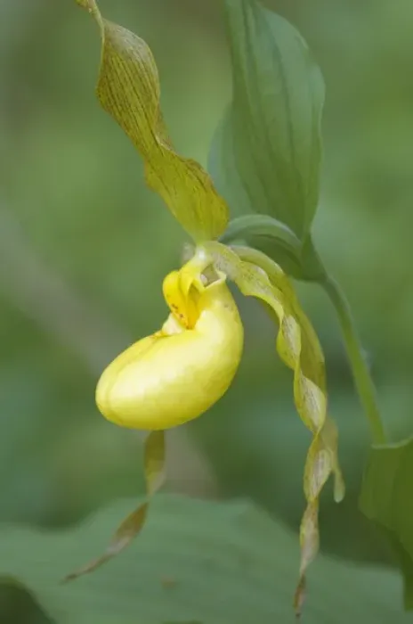 Framed Print : Yellow Ladyslipper (Cypripedium calceolus) Orchid family (Orchidaceae) along a wooded path Framed Print : Yellow Ladyslipper (Cypripedium calceolus) Orchid family (Orchidaceae) along a wooded path