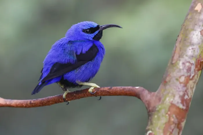 Framed Print : Yellow-legged honeycreeper, native to South America Framed Print : Yellow-legged honeycreeper, native to South America
