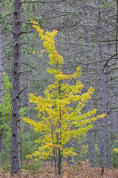 Yellow Maple tree in pine forest in fall, Alger County, Michigan