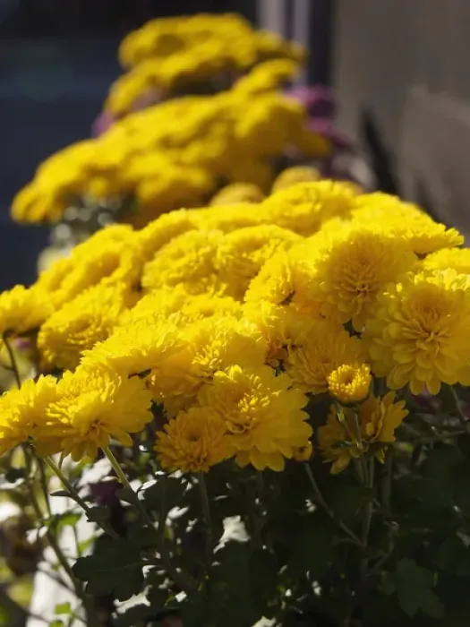 Framed Print : Yellow marigolds bask in sunlight. Providence, Rhode Island, USA Framed Print : Yellow marigolds bask in sunlight. Providence, Rhode Island, USA