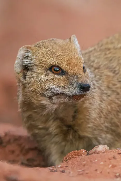 Framed Print : Yellow mongoose pauses a moment while digging for a meal in the Kalahari Desert