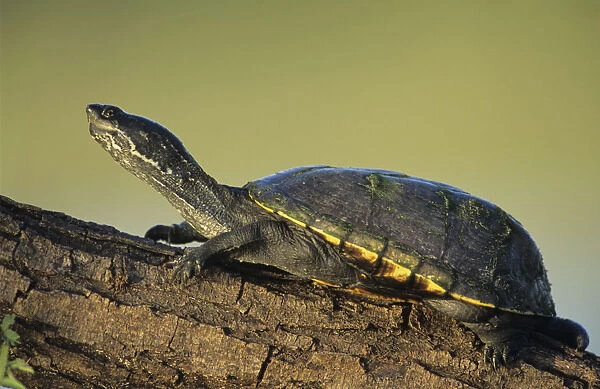 Yellow Mud Turtle, Kinosternon flavescens, adult sunning on log, Starr County, Rio Grande Valley
