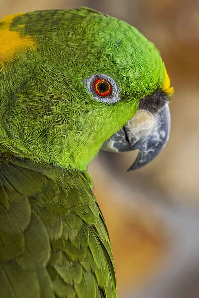 Yellow-napped Amazon parrot portrait