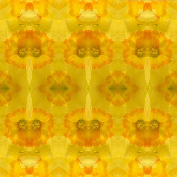 Yellow and orange daffodil abstract