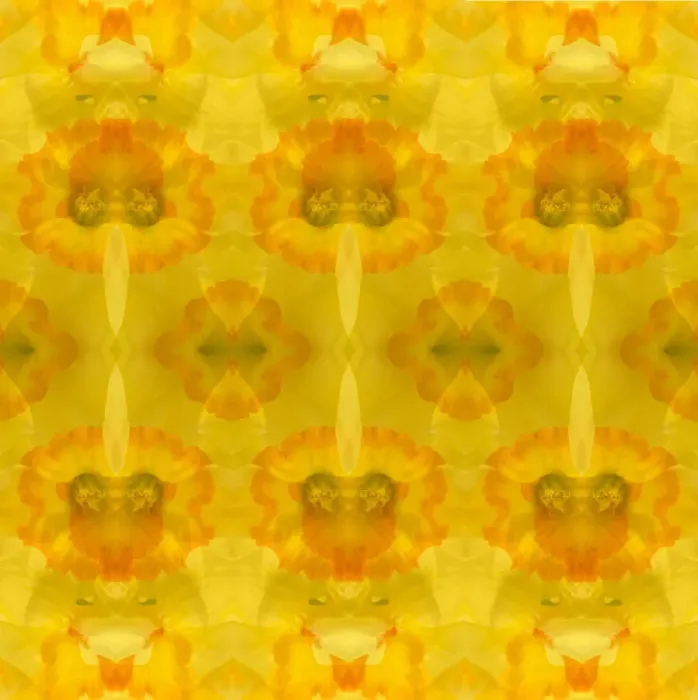 Framed Print : Yellow and orange daffodil abstract Framed Print : Yellow and orange daffodil abstract