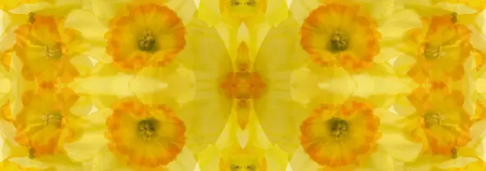 Framed Print : Yellow and orange daffodil abstract panoramic