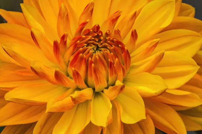 Framed Print : Yellow, orange dahlia blooming macro Framed Print : Yellow, orange dahlia blooming macro