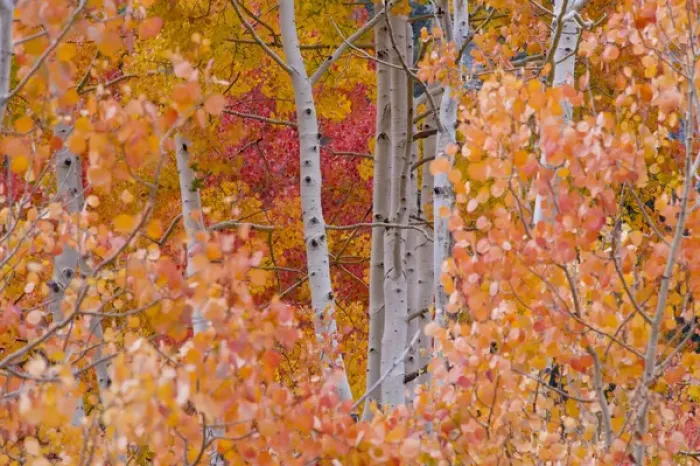 Framed Print : Yellow, Orange, and Red Aspens, Little Cottonwood Canyon, near Alta Ski Resort and Salt Lake City Framed Print : Yellow, Orange, and Red Aspens, Little Cottonwood Canyon, near Alta Ski Resort and Salt Lake City