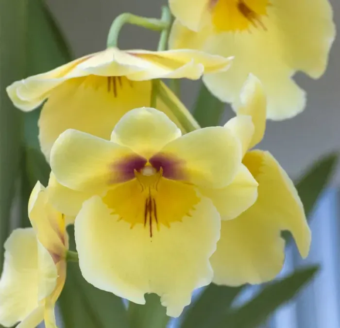 Framed Print : Yellow orchid blooms