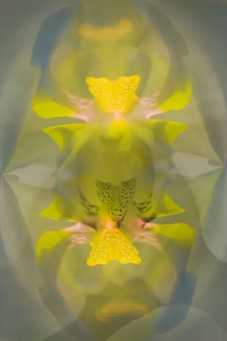 Framed Print : Yellow orchid flower, Florida Framed Print : Yellow orchid flower, Florida