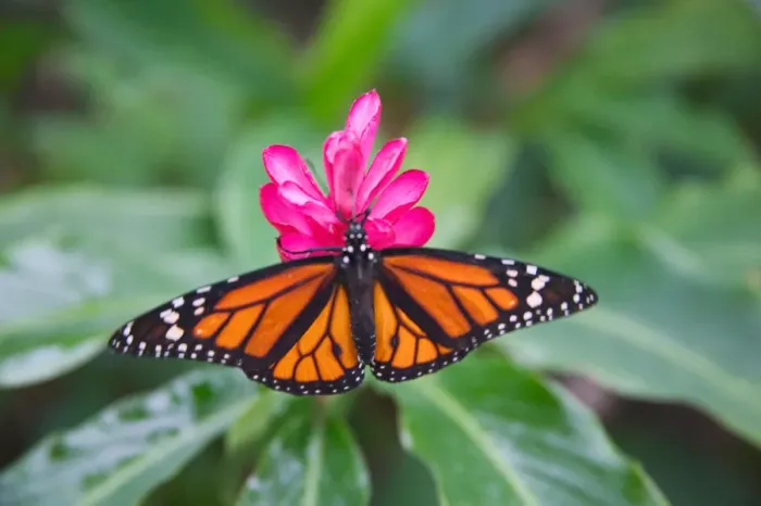 Framed Print : Yellow-patch Longwing (Heliconius clysonymus) on pink flower, Panama