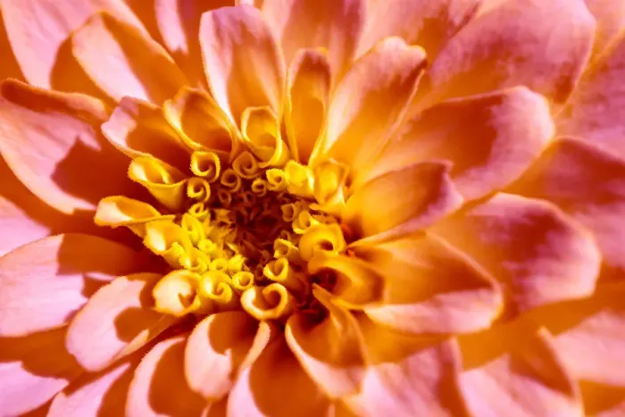 Framed Print : Yellow and Pink dahlia, USA Framed Print : Yellow and Pink dahlia, USA