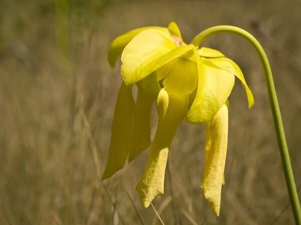 Yellow pitcher plant flower, Apalachicola National Forest, Florida Panhandle