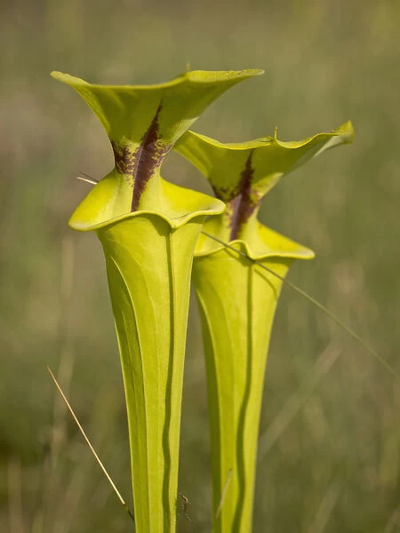 Yellow pitcher plants, Apalachicola National Forest, Florida Panhandle
