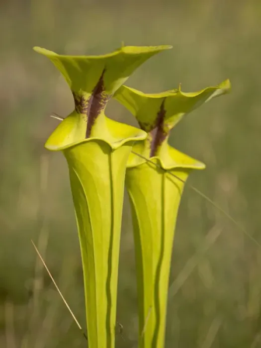 Framed Print : Yellow pitcher plants, Apalachicola National Forest, Florida Panhandle Framed Print : Yellow pitcher plants, Apalachicola National Forest, Florida Panhandle