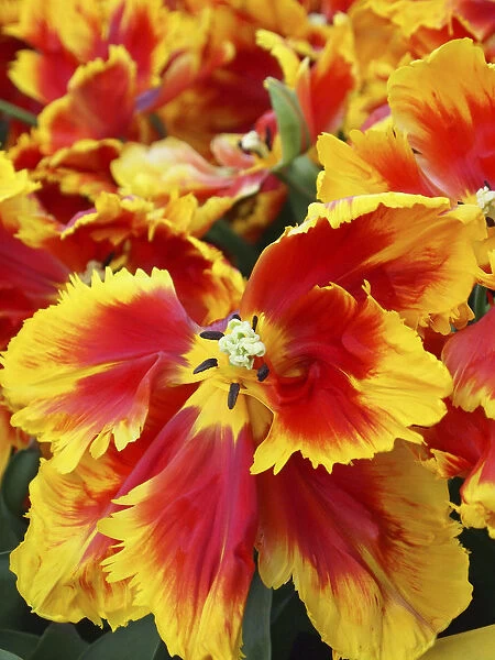 Yellow and red parrot tulips
